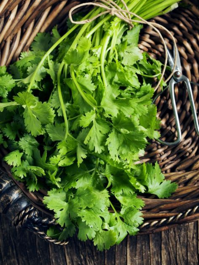 "Health Benefits of Coriander: A Natural Remedy"