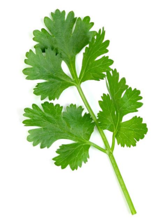 "Coriander in Cooking: Spice Up Your Dishes"