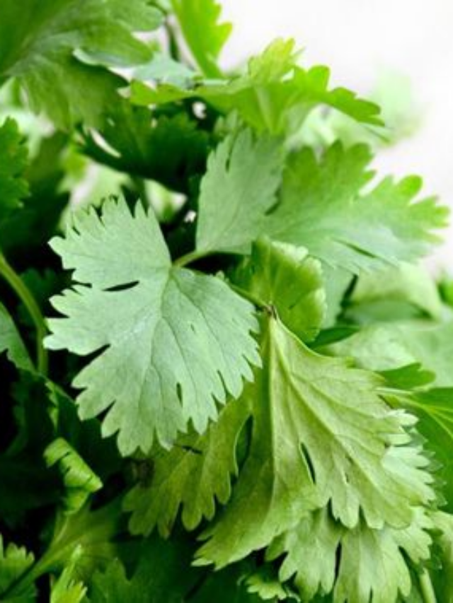 "Coriander Seeds: A Versatile Culinary Ingredient"