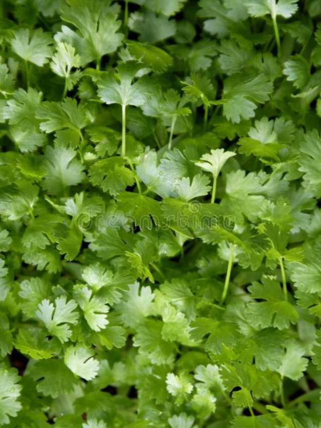 "The Role of Coriander in Traditional Medicine"