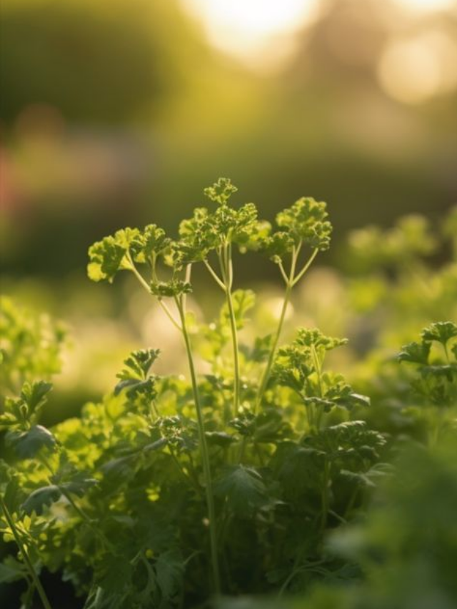 "How Coriander Helps Manage Blood Sugar Levels"