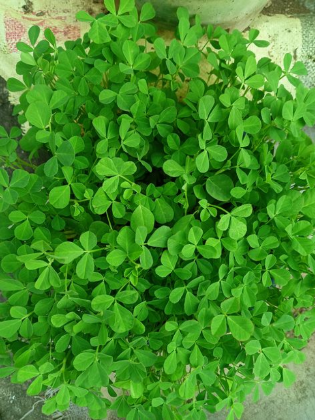 "Health Benefits of Fenugreek for Overall Wellness"