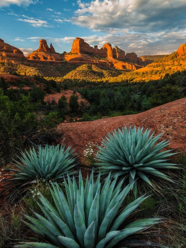 "Native Plants of the USA for Home Gardens"