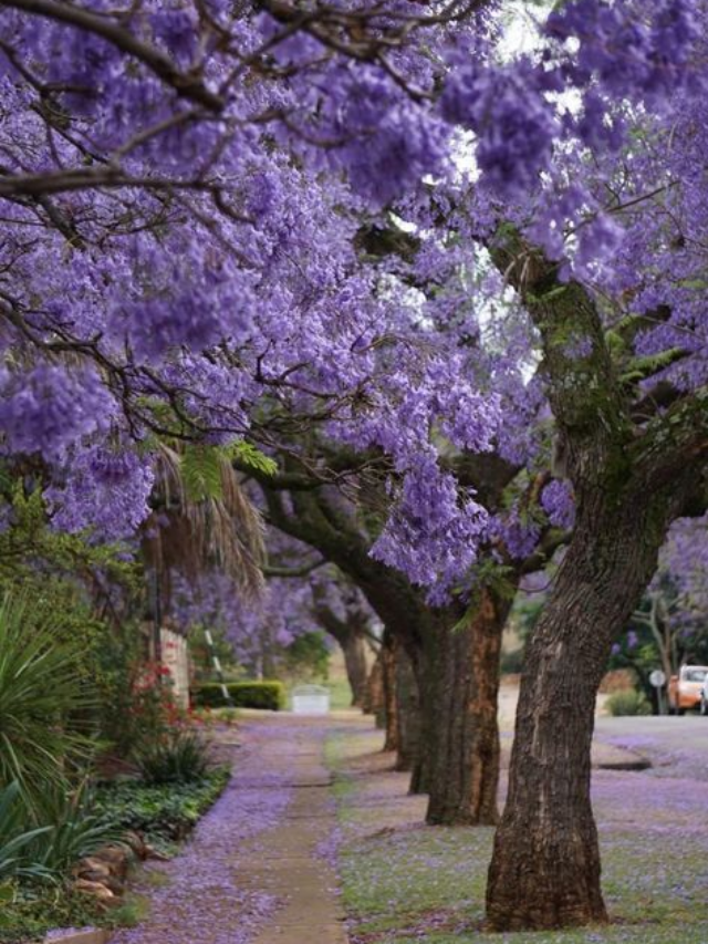 "Top Edible Plants Grown Across the USA"