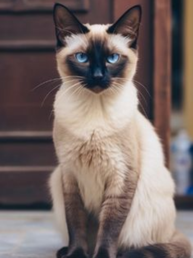 Exploring Cat Breeds: Finding the Perfect Feline for You