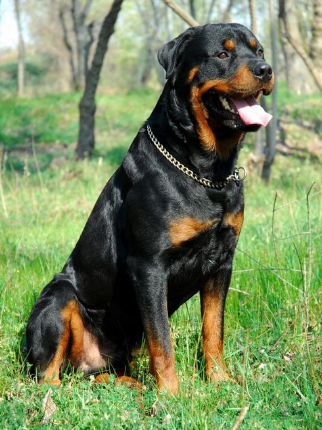 "Cuidados essenciais para a saúde do cachorro"