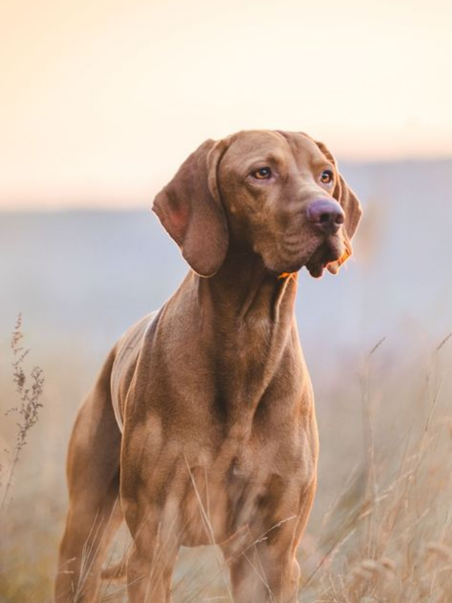 "Os cachorros mais populares no Brasil atualmente"