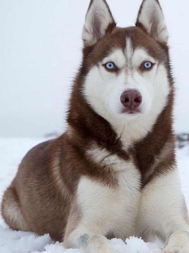 "Os benefícios de ter um cachorro como companhia"