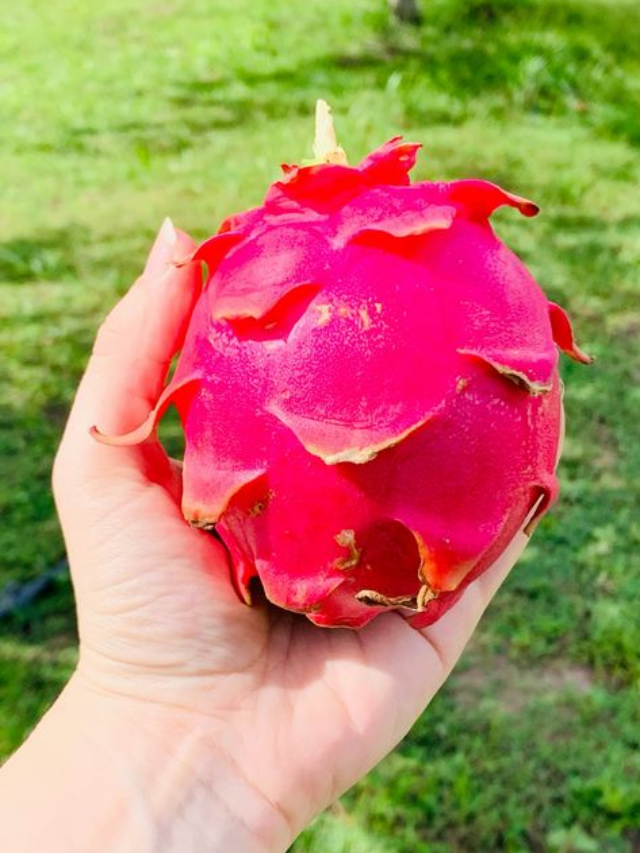 "Why Dragon Fruit is the Perfect Summer Snack"