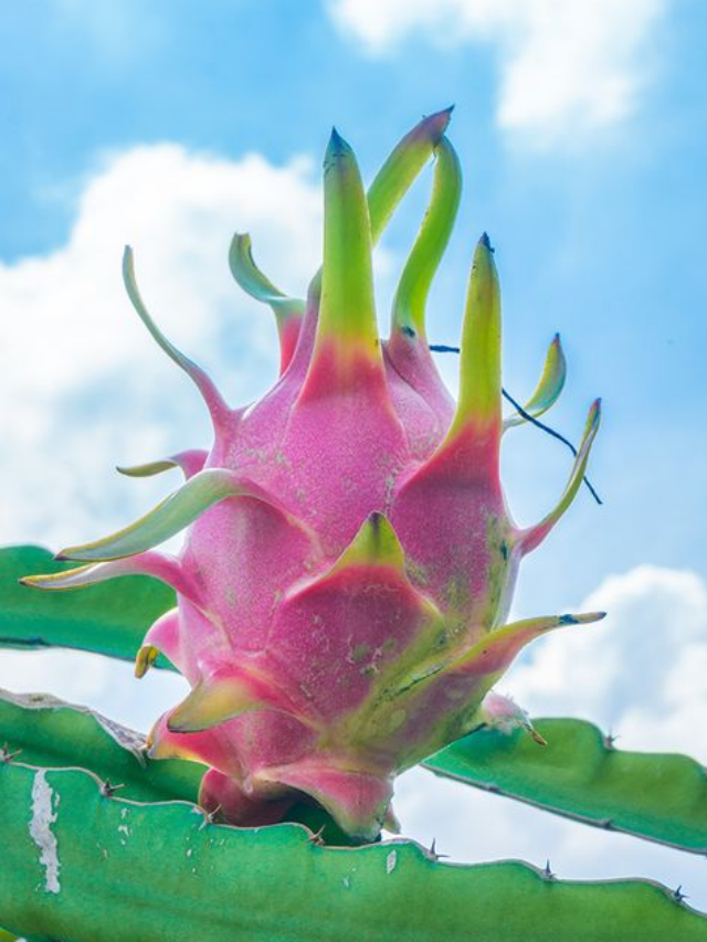 "The Unique Taste and Texture of Dragon Fruit"