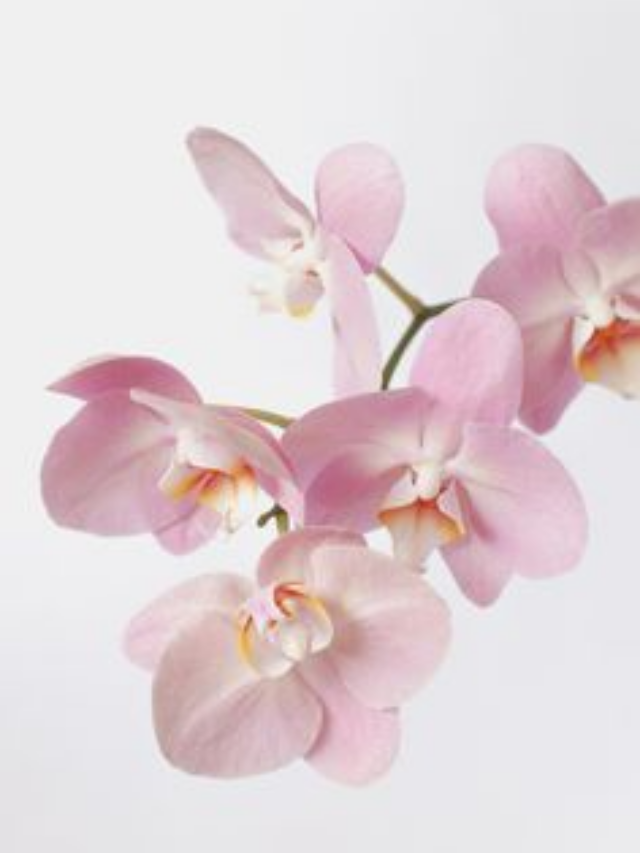 As Melhores Variedades de Orquídeas para Decorar Sua Casa