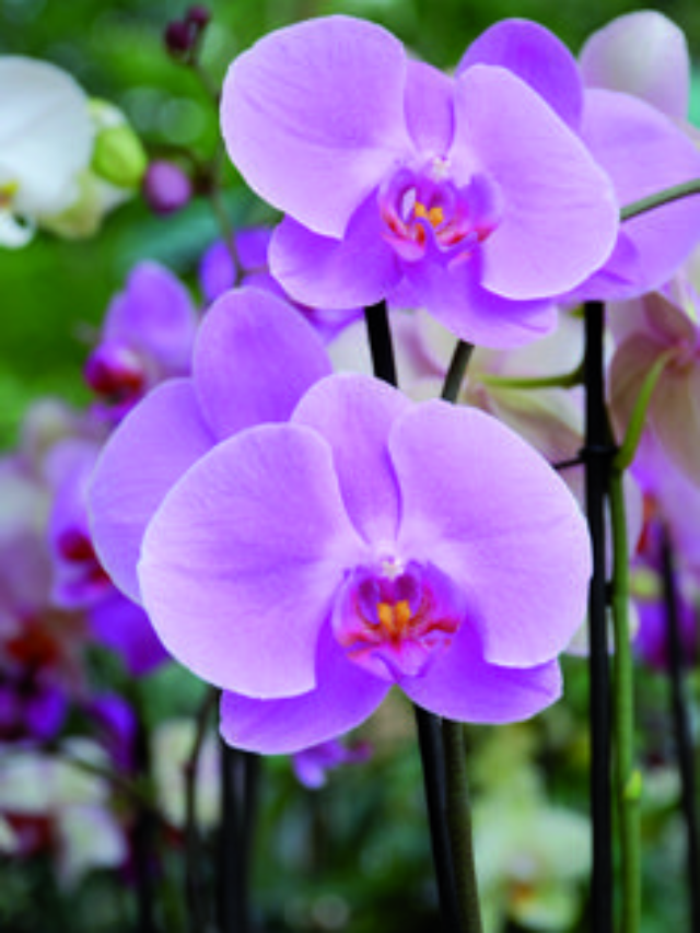 Conheça as Orquídeas mais Exóticas e Raras do Mundo